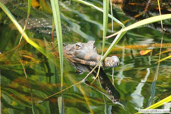 Borneo Diverse Wildlife