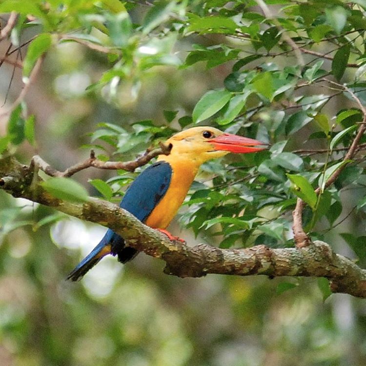 Colourful birdlife along the riverbanks.