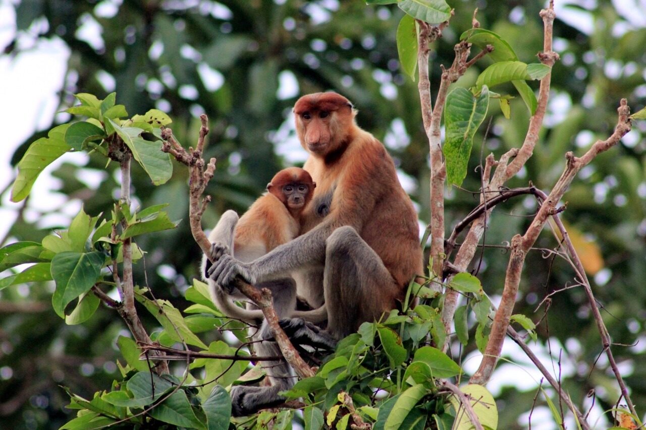 The endemic “Pinocchio” monkey found only in Borneo.