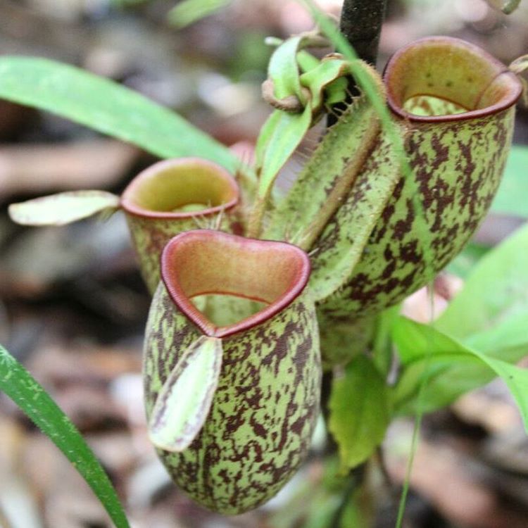 Nepenthes Ampullaria, una planta carnívora de la selva.