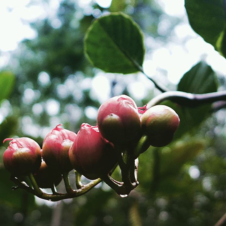 Frutas silvestres únicas que crecen en los ricos ecosistemas de la selva tropical de Borneo.