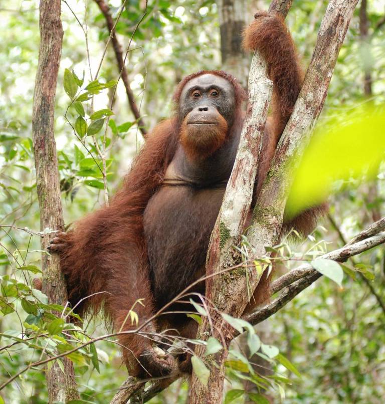 Un orangután adulto trepando a lo alto del tronco de un árbol en el dosel.