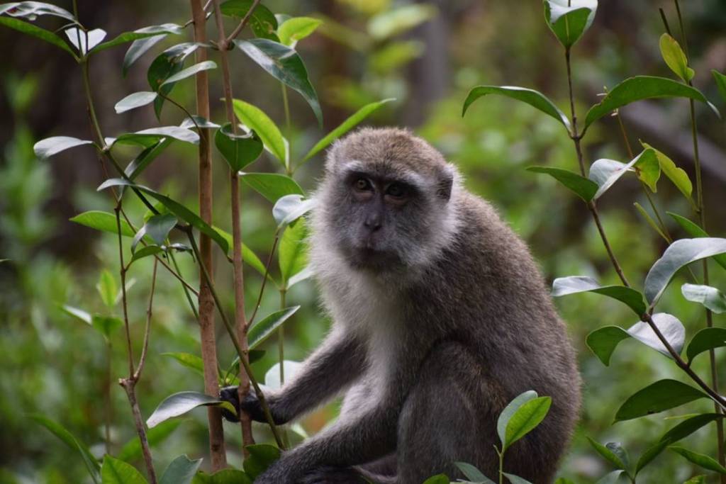 Un curioso mono macaco de cola larga mirando directamente a la cámara.