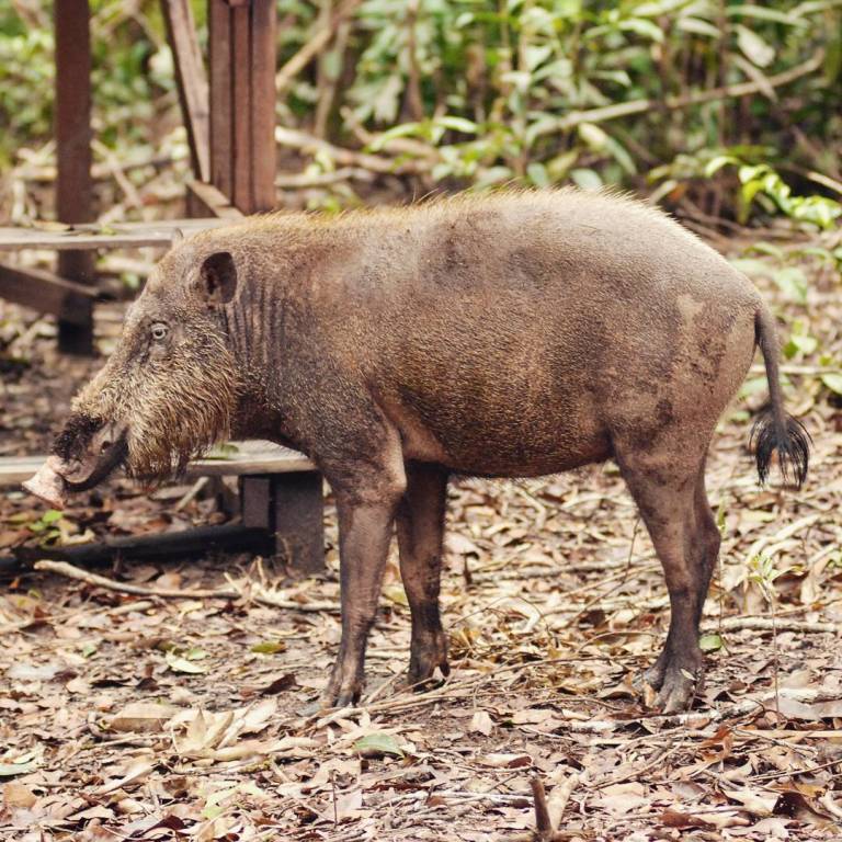 La especie nativa de jabalí de Borneo, a menudo vista buscando comida en el suelo del bosque.