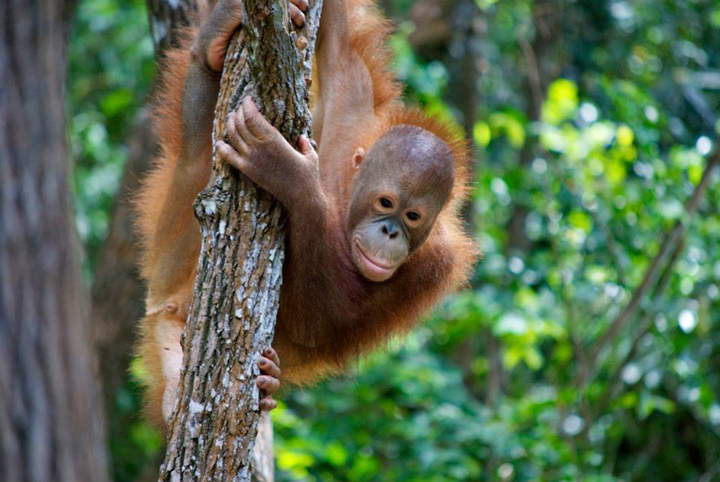 Un joven orangután bebé aprende a trepar y explorar los árboles.