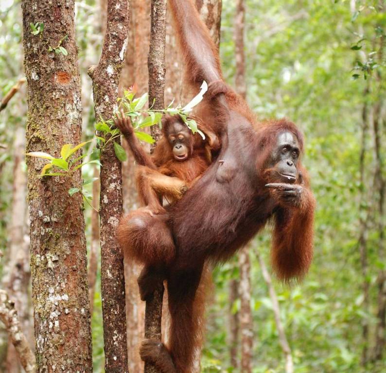 Los orangutanes comparten el 97% del ADN humano.