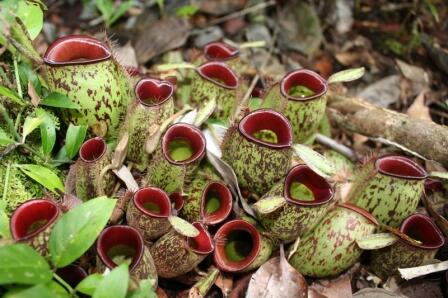 Plantas de jarra Nepenthes que prosperan en el suelo de la selva tropical.