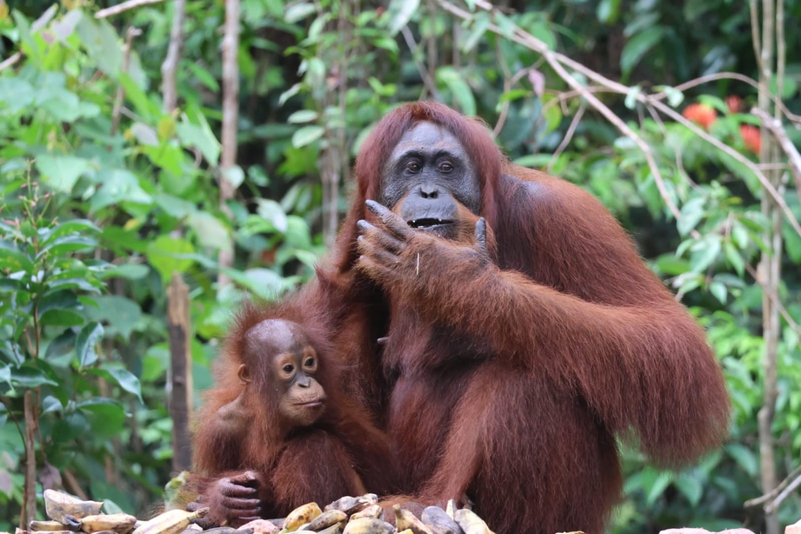 Momen penuh kasih - induk orangutan dan bayinya di platform pemberian makan Camp Leakey.