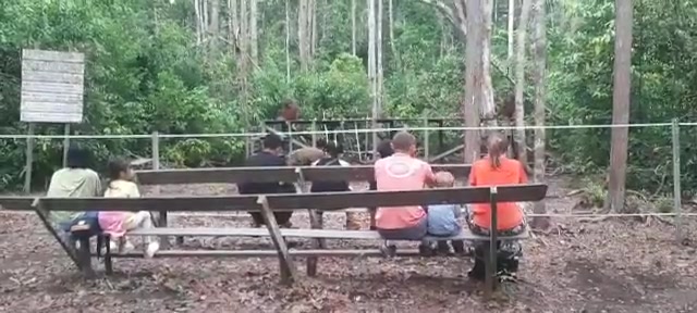 menyaksikan pemberian makan untuk orangutan