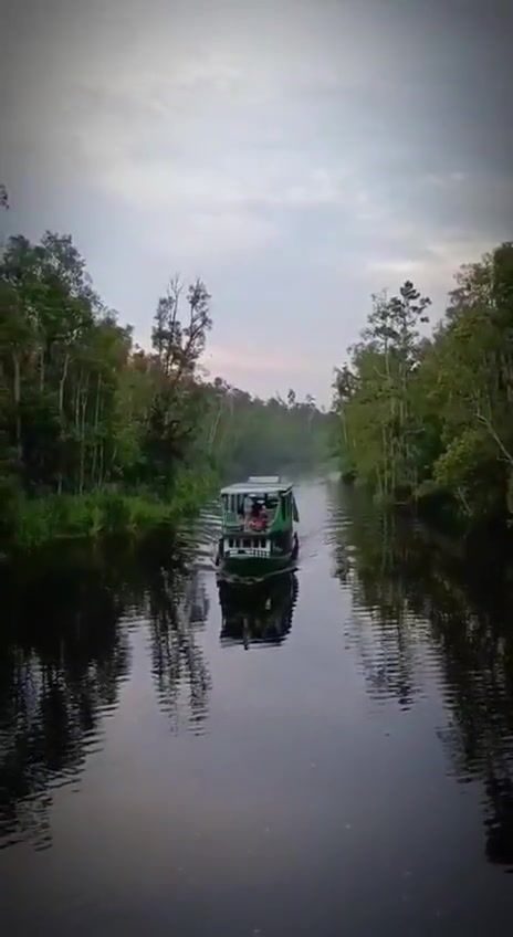 Klotok berlayar di sungai hitam yang tenang seperti cermin saat cahaya senja memudar di cakrawala hutan.