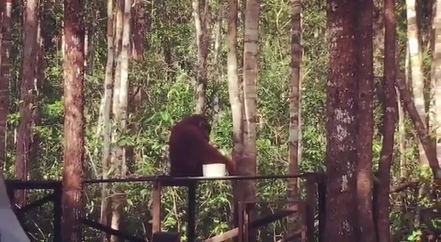 Pertemuan menakjubkan dengan orangutan liar di platform feeding.