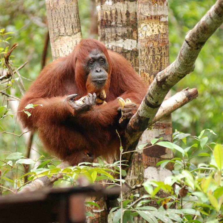 Orangutan Tour