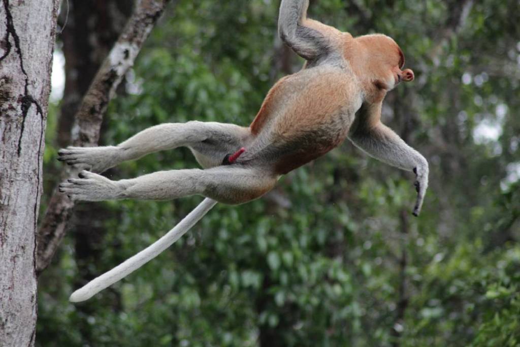 Orangutan Tour