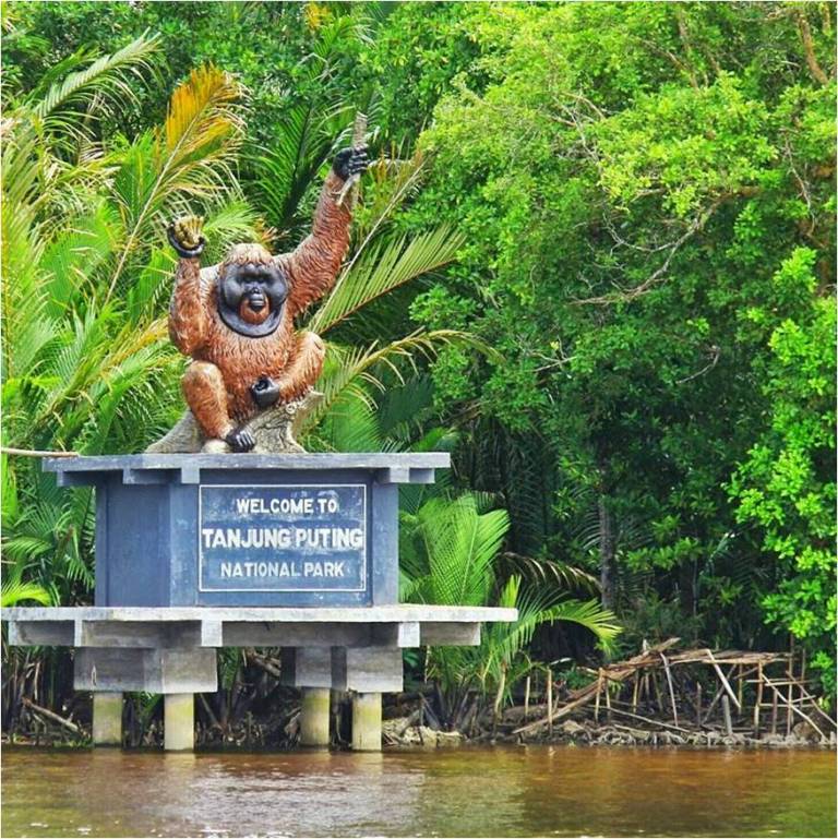 Orangutan Tour
