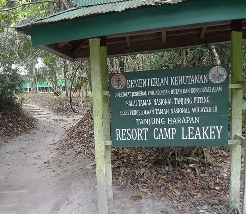 Orangutan Tour