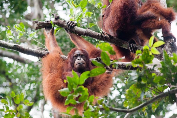 Orangutan Tour