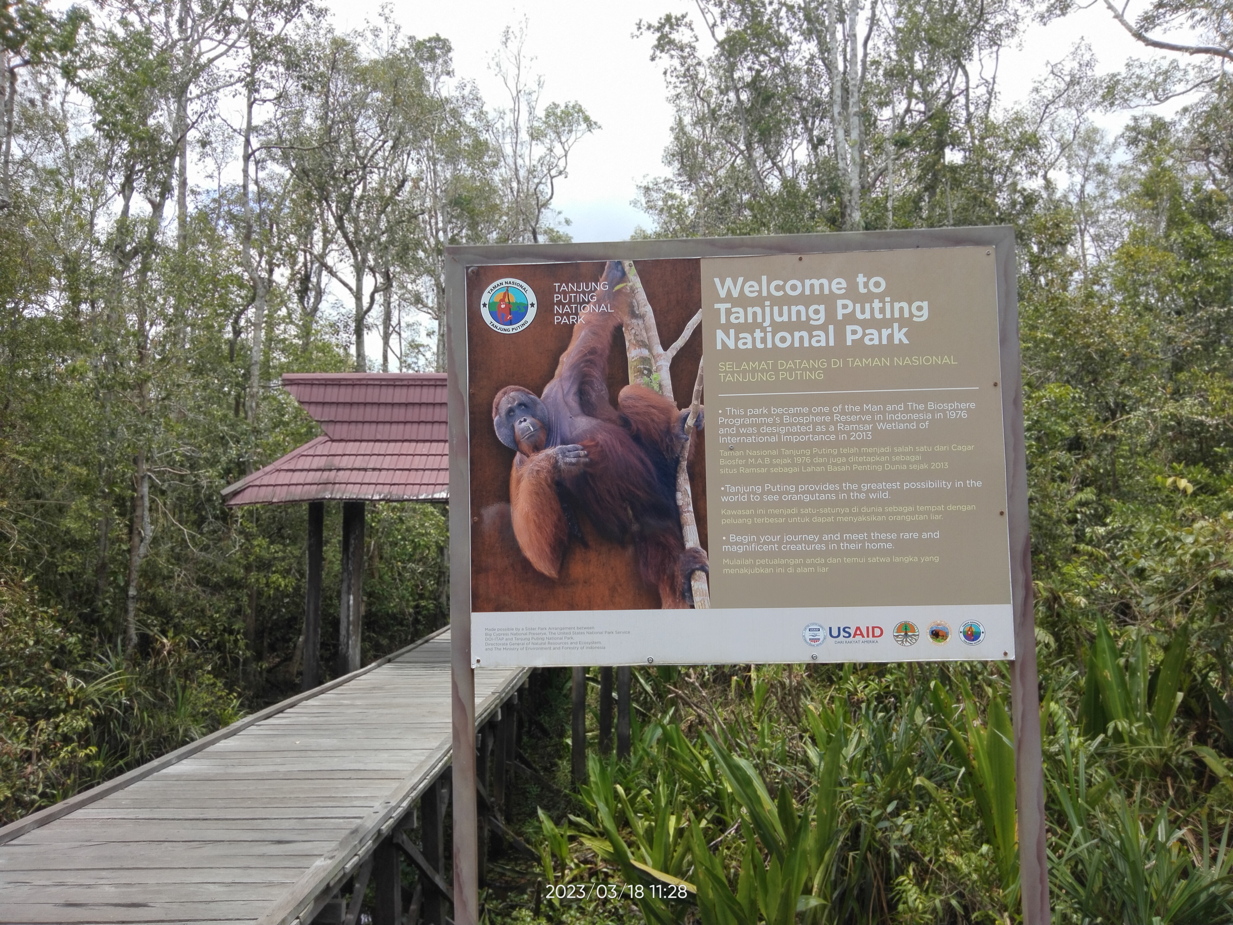 Orangutan Tour