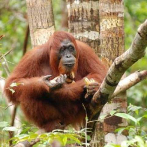 Orangutan Tour